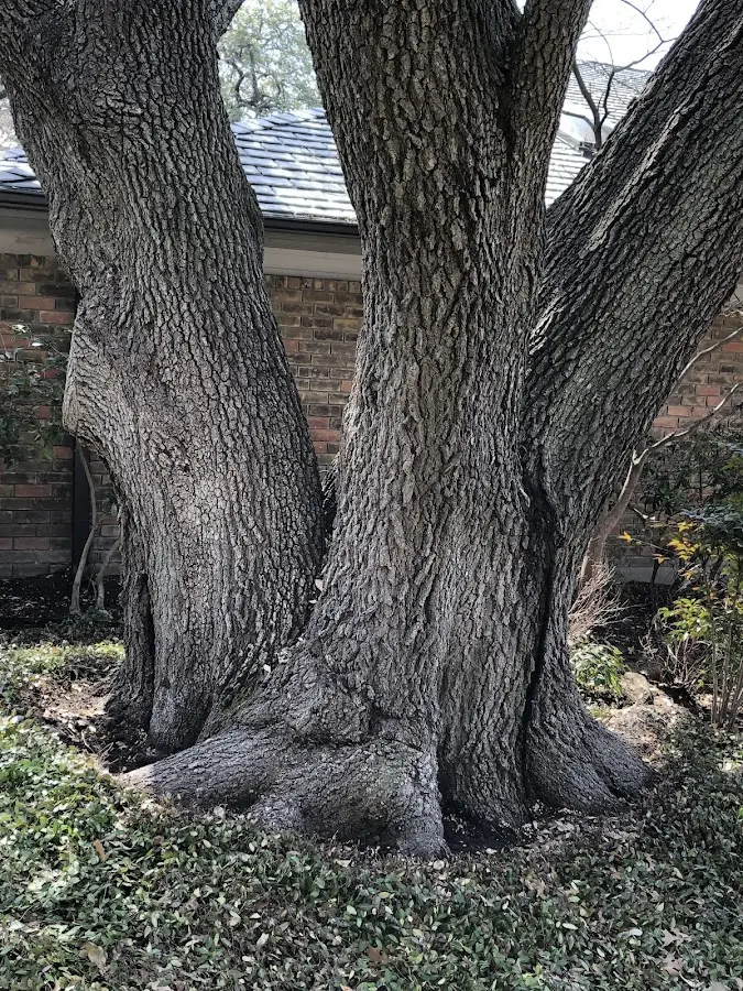 Mature heritage tree close to a Water Valley property cared for by certified arborists